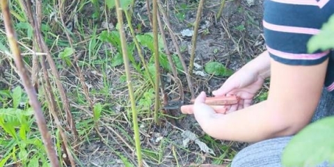 Kako orezati popravne maline